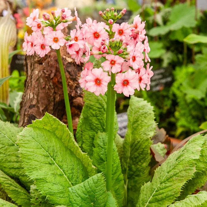 Primevère du Japon Apple Blossom Primula japonica Apple Blossom
