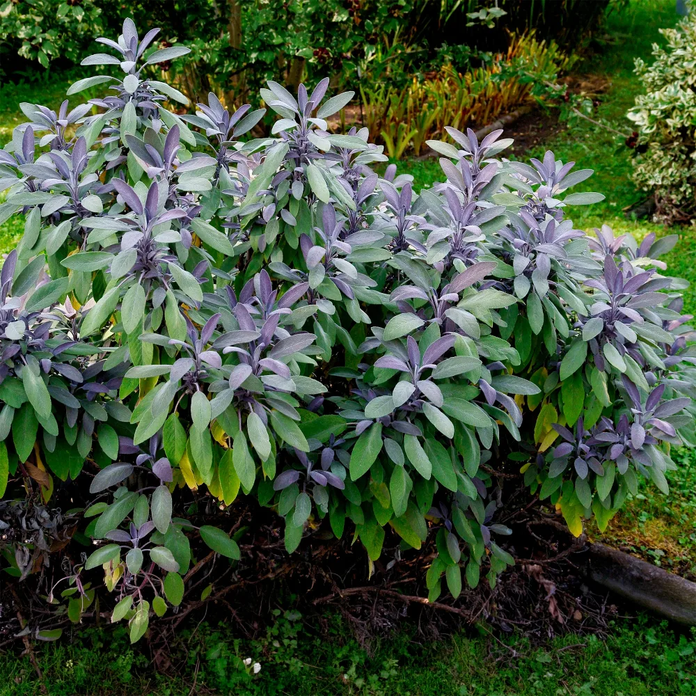 Sauge officinale Purpurascens Salvia officinalis purpurascens