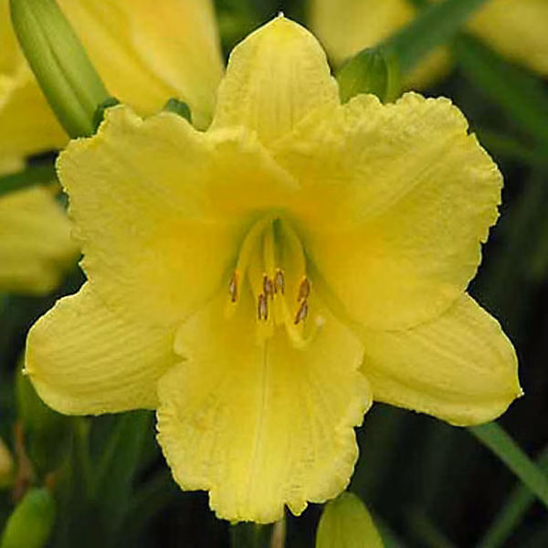 6 x Lis d'un jour 'Happy Returns' – Hemerocallis 'Happy Returns', godet 9cm x 9cm
