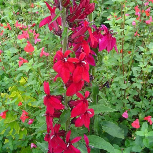 Lobelia X speciosa Queen Victoria - Le pot de 4 litres
