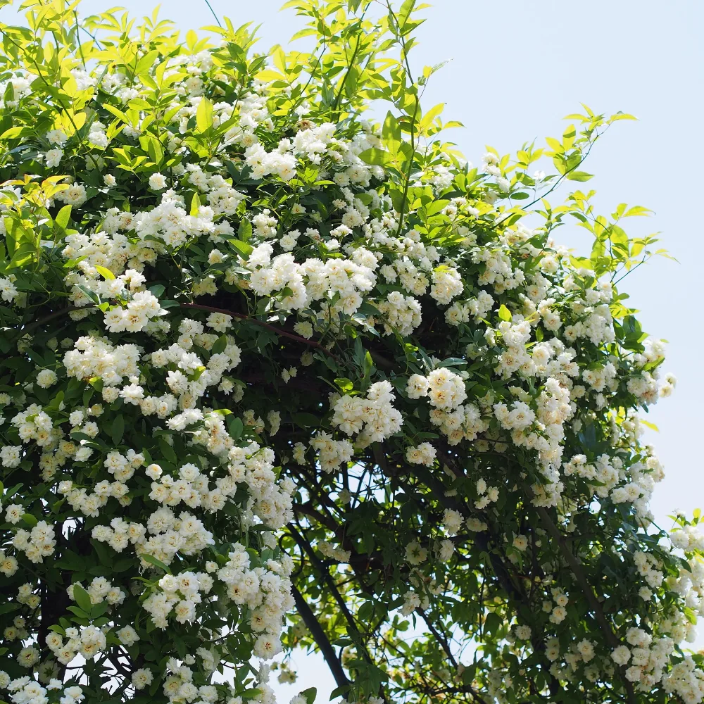 Rosier grimpant de Banks blanc Rosa banksiae Alba Plena