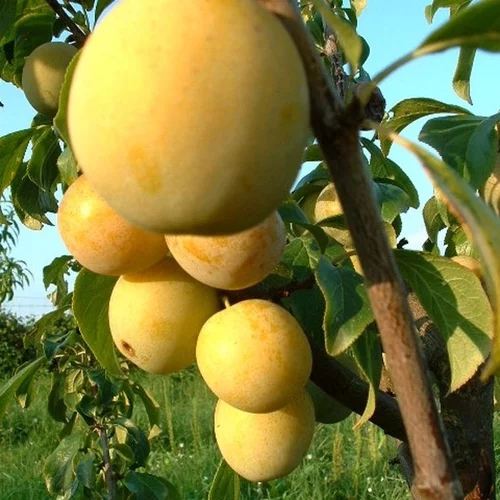 Prunier Mirabelle De Nancy Lr. Le pot de 12 litres