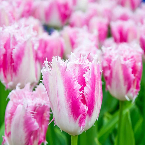20 Tulipes frangées Huis ten Bosch Tulipa Huis ten Bosch
