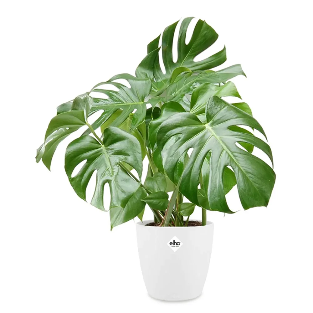 Philodendron Monstera et son cache-pot blanc ELHO Monstera deliciosa