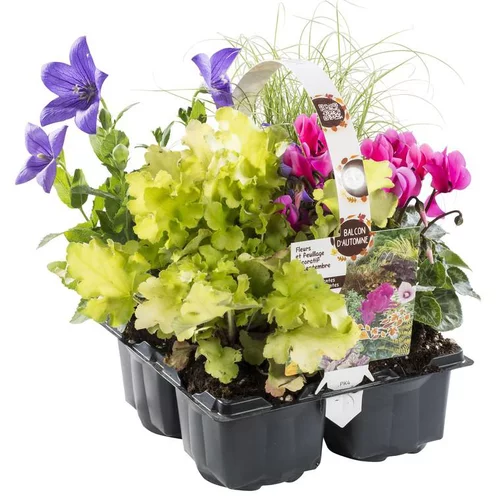 Mélange automnal multicolore. Le pack de 4 plants