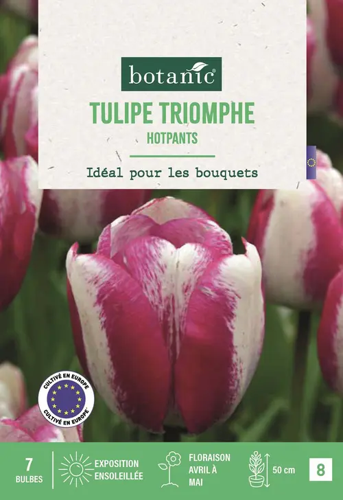 Bulbes de fleurs Tulipe triomphe Hotpants blanc et rose botanic® - 7 bulbes