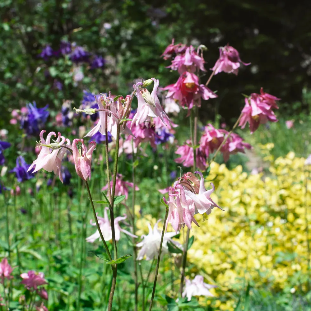 Ancolie des jardins Heidi Aquilegia vulgaris heidi