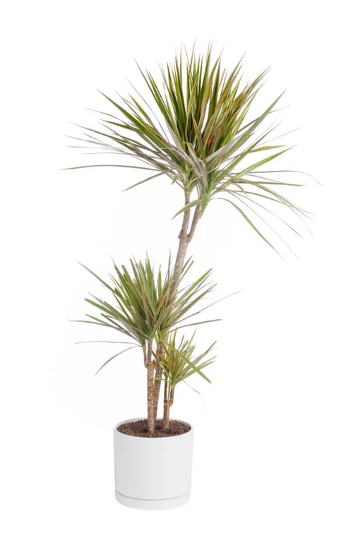 Dracaena marginata 'Bicolor' 3 pieds vert en pot blanc émaillé botanic®. Le pot Ø 24 cm