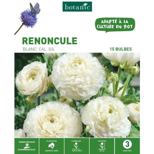 Renoncule coloris blanc botanic® - 15 bulbes