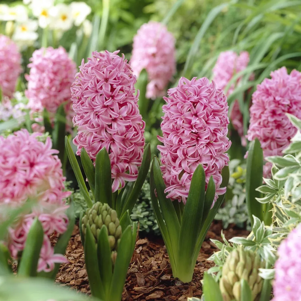 Jacinthe Pink Pearl Hyacinthus orientalis Pink Pearl