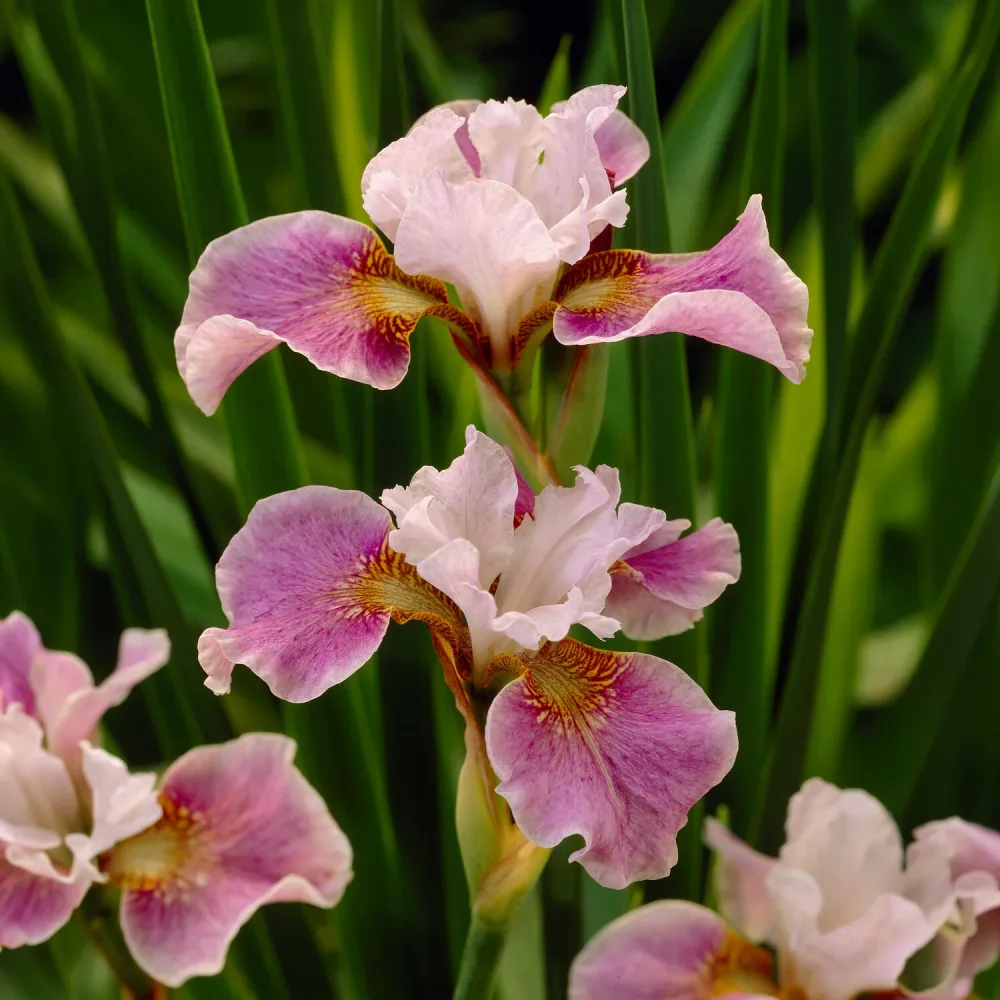 Iris de Sibérie Dance Ballerina Dance Iris sibirica Dance Ballerina Dance