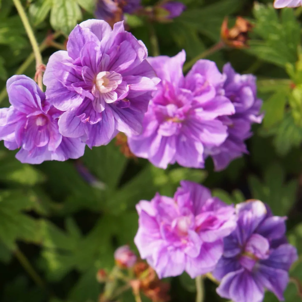 2 Géraniums vivaces à fleurs doubles bleue Geranium pratense plenum caeruleum