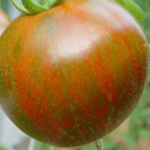 Tomate Black Zebra | Semences bio et reproductibles