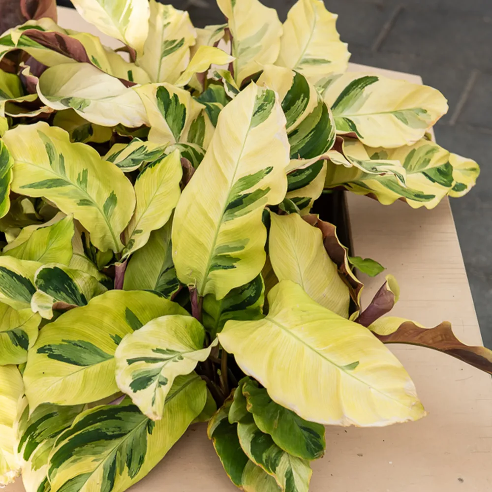 Calathéa Yellow Fusion Calathea lietzei Yellow Fusion