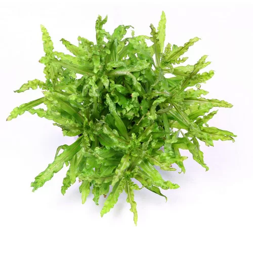Plante Pogostemon Helferi coloris vert en pot