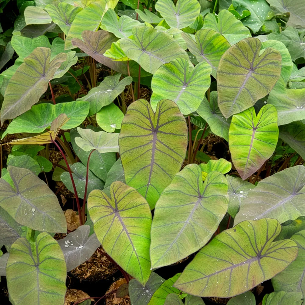Colocasia Madeira - Oreille d'éléphant Colocasia esculenta Madeira
