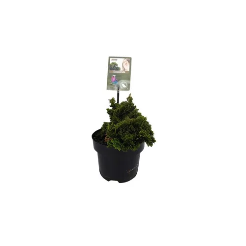 Chamaecyparis Obtusa Nana Gracilis en pot de 2 L