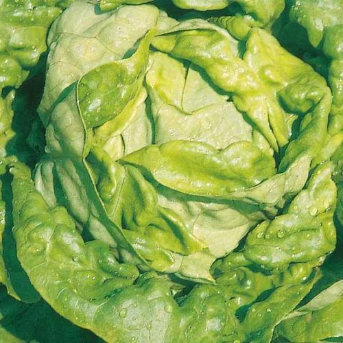 Laitue Pommée Analotta Bio. La barquette de 12 plants