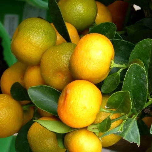 Calamondin. Le pot de 14 litres forme 1/2 tige