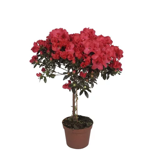 Azalée tige. Le pot de 18 cm