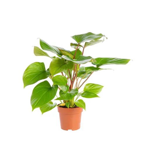 Homalomena Maggy Pot Ø17xH70 cm