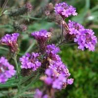 Verbena Venosa - Le pot de 2 litres
