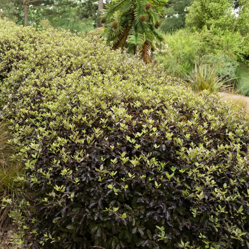 Pittosporum tenuifolium Tom Thumb Pittosporum tenuifolium Tom Thumb