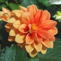 Dahlia Nain - Le pot de 1 litre