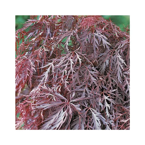 Erable du Japon (ACER PALMATUM CRIMSON QUEEN ) Le pot de 50 litres