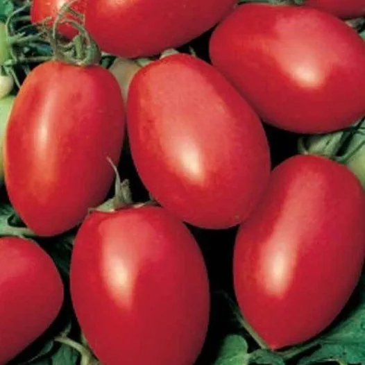 Semences biologiques de Tomate Olivette rose