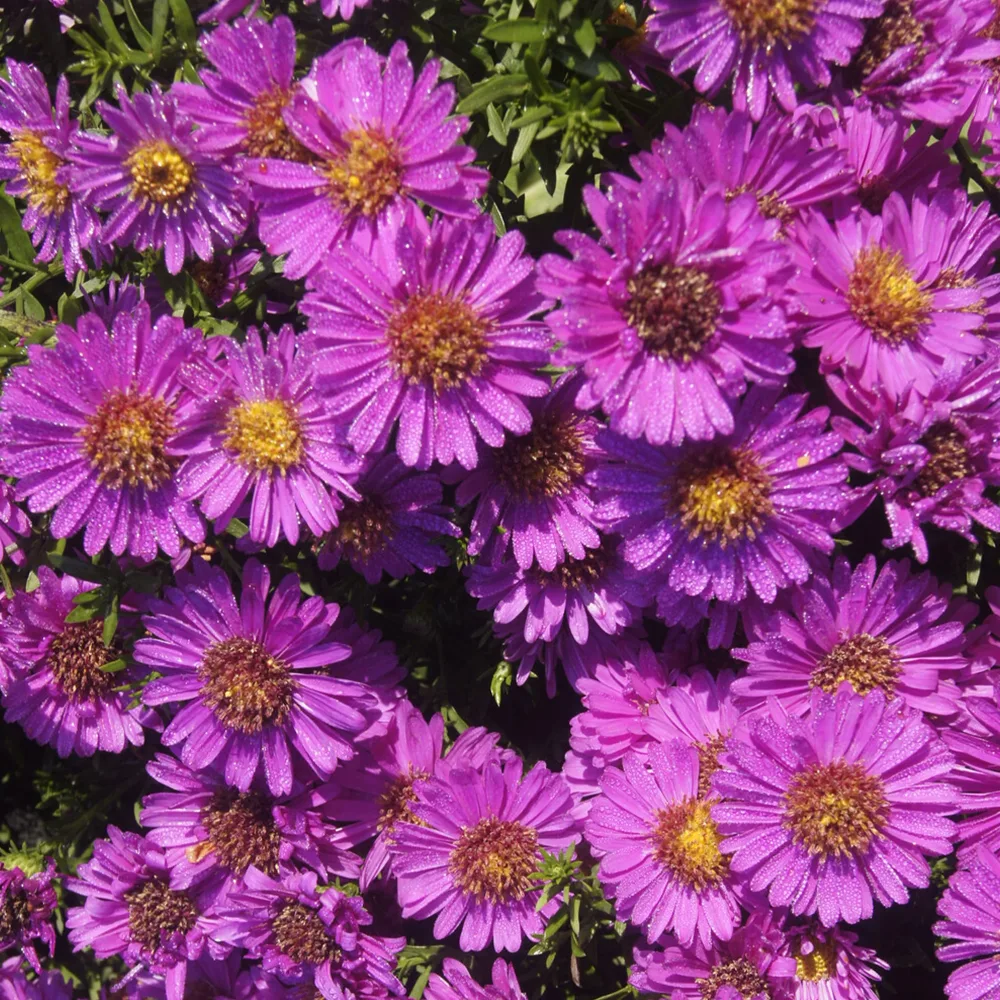 Aster nain d'automne Starlight Aster novi-belgii starlight
