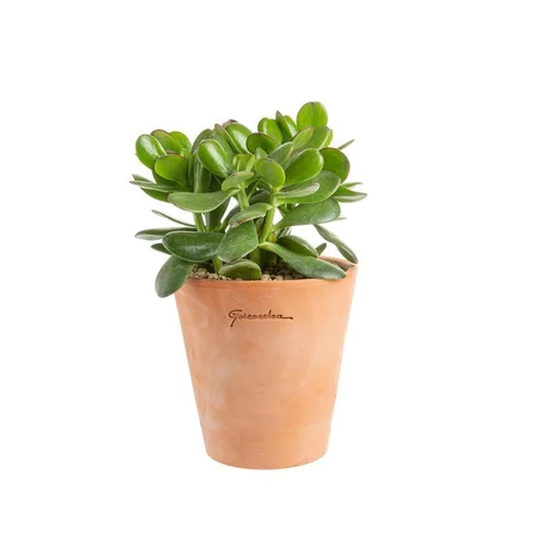 Crassula argentea en pot terre cuite H 10 x Ø 15 cm