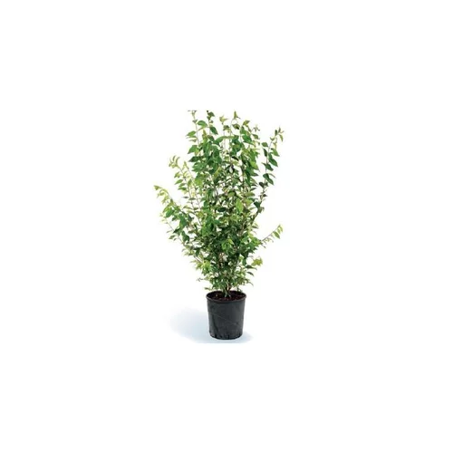 LIGUSTRUM JAPONICUM