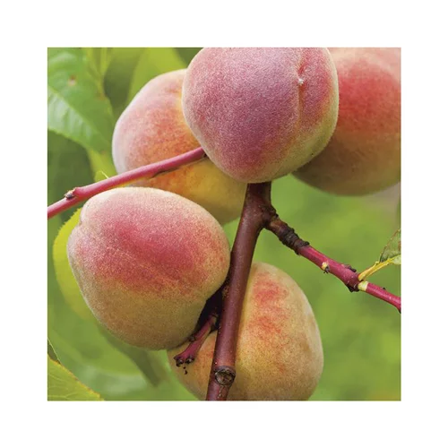 Pommier Reinette Grise Du Canada. En racine nue, forme palmette U double