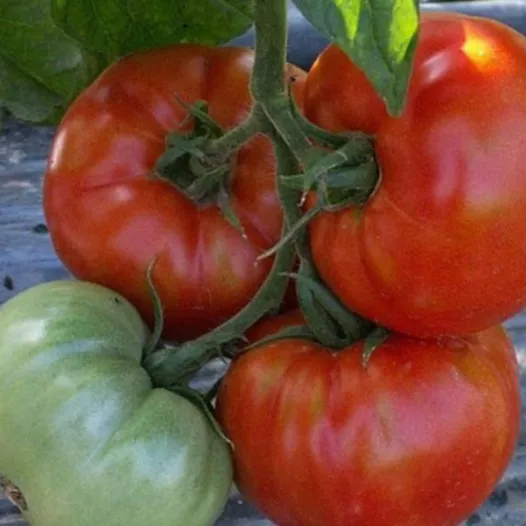 Tomate Saint Pierre | Semences bio et reproductibles