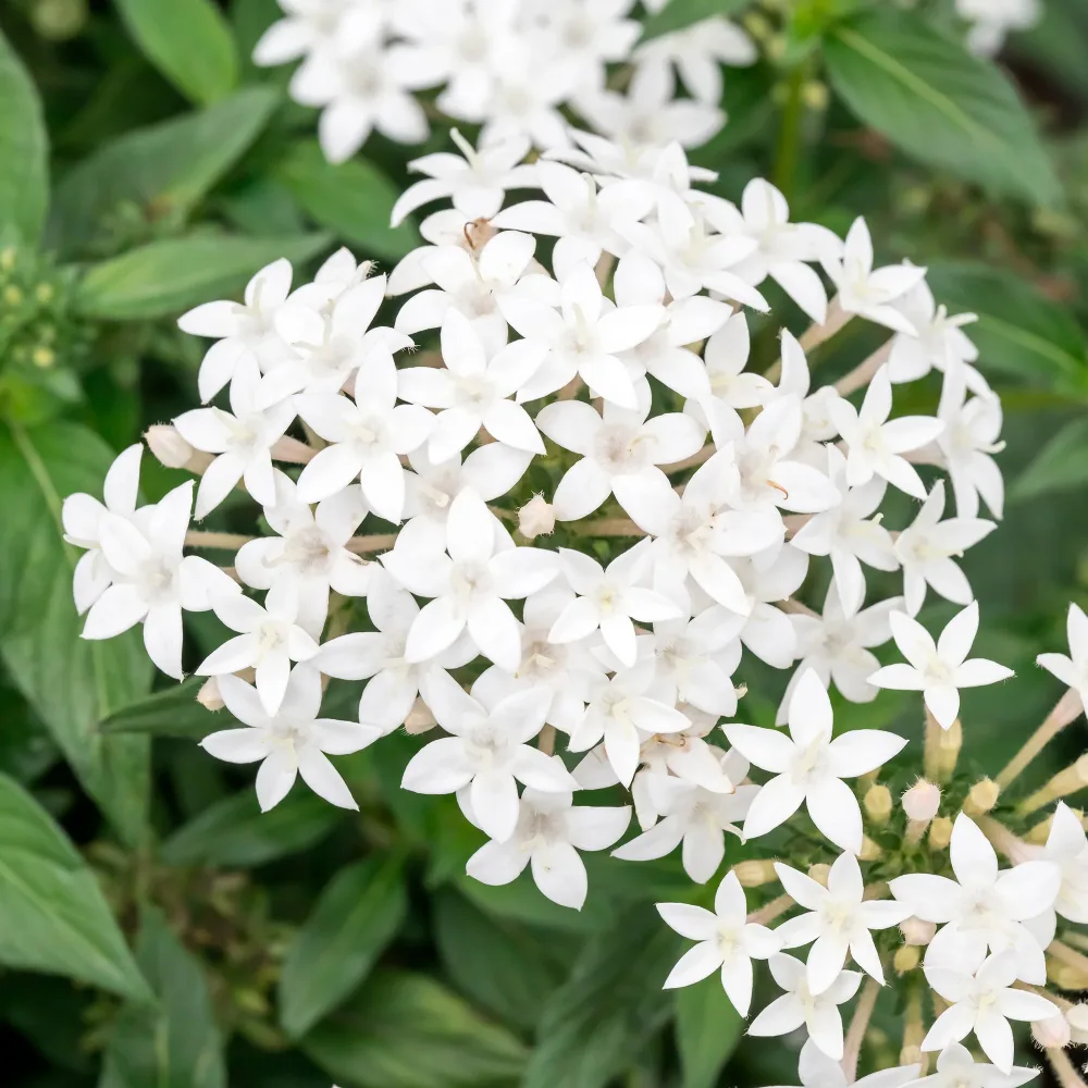 Pentas blanc Pentas lanceolata
