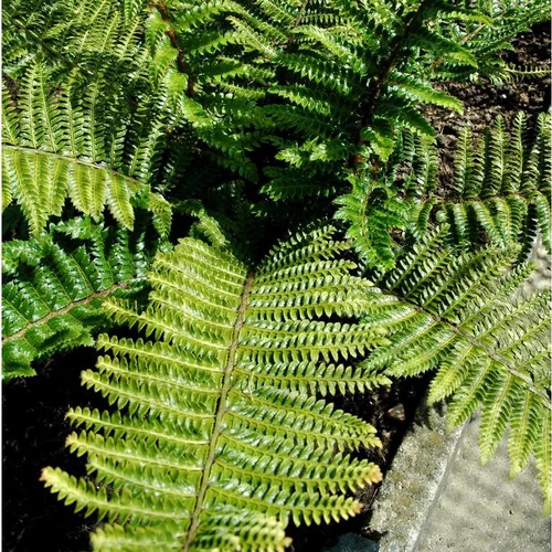 Polystichum Polyblepharum - Le pot de 12 cm