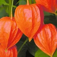 Physalis Amour En Cage - Le pot de 1 litre