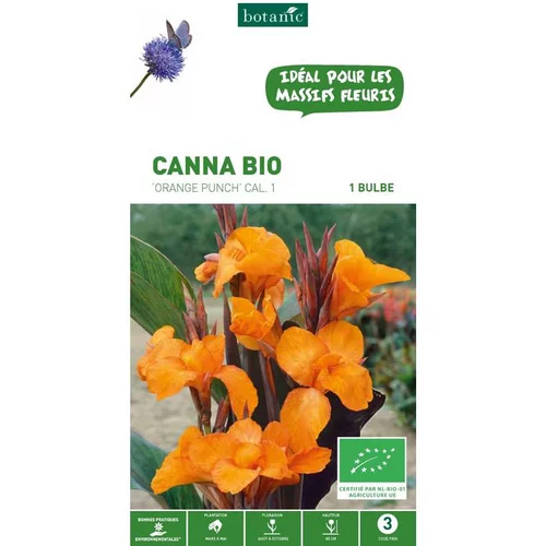 Canna orange Punch bio botanic® - 1 bulbe