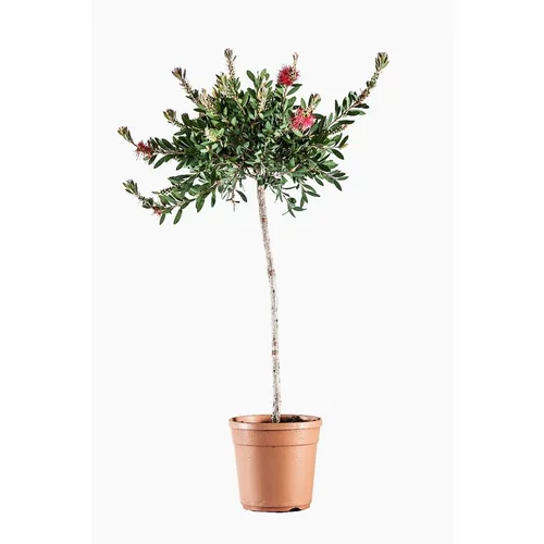 Rince bouteille ou Callistemon Laevis. Le pot de 7 litres, forme 1/2 tige