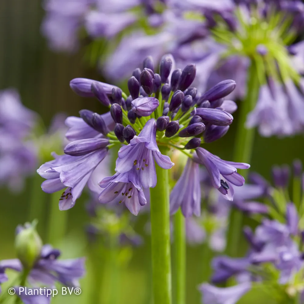 Agapanthe Star Poppin Purple ® AGAPANTHUS STAR Poppin Purple ® (Everpanthus ®)