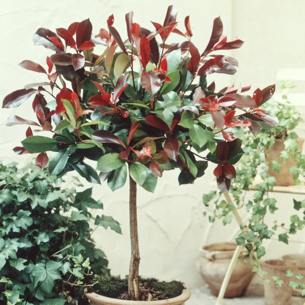 Photinia Red Robin sur tige Photinia x fraseri Red Robin