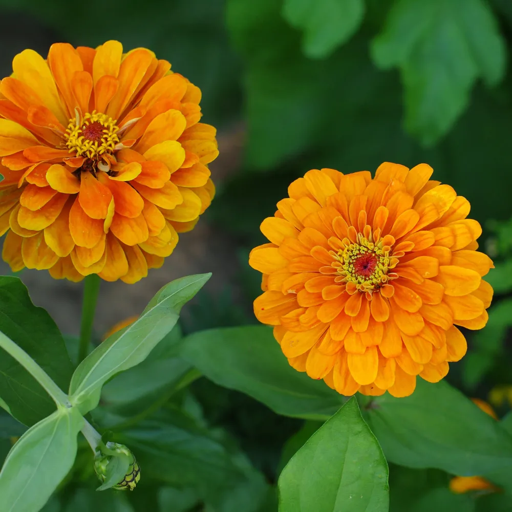 Zinnia orange Zinnia orange