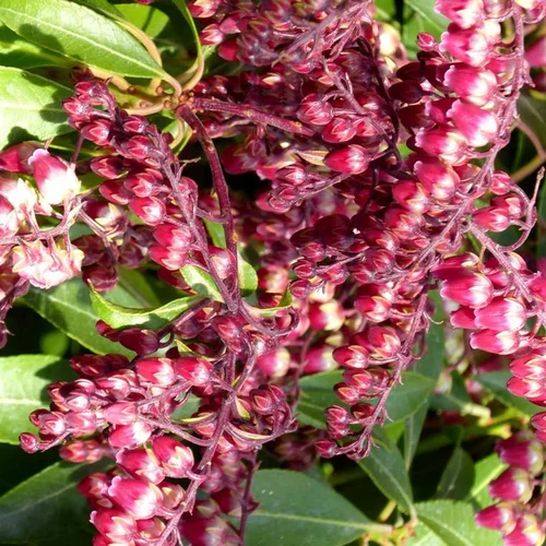Pieris Japonica Varié extra – Pot de 15L