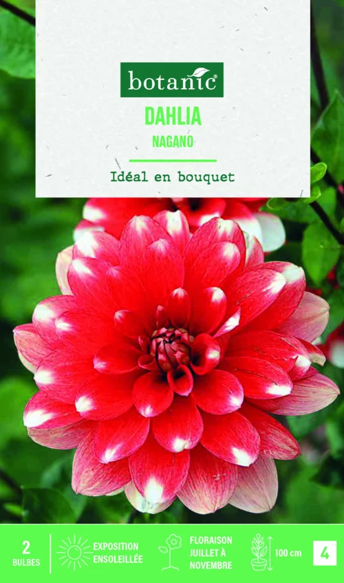 Bulbes de fleurs Dahlia décoratif Nagano botanic® - 2 bulbes