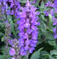 Salvia Superba bleue. Le pot de 3 litres