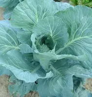 Chou brocolis Marathon F1. La barquette de 6 plants