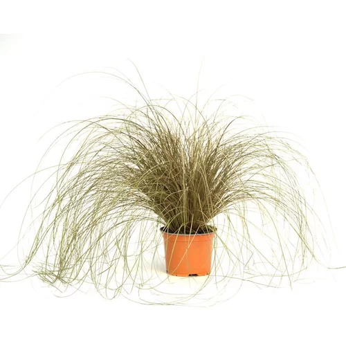 carex flagellifera bronzita - Le pot diam 12 cm