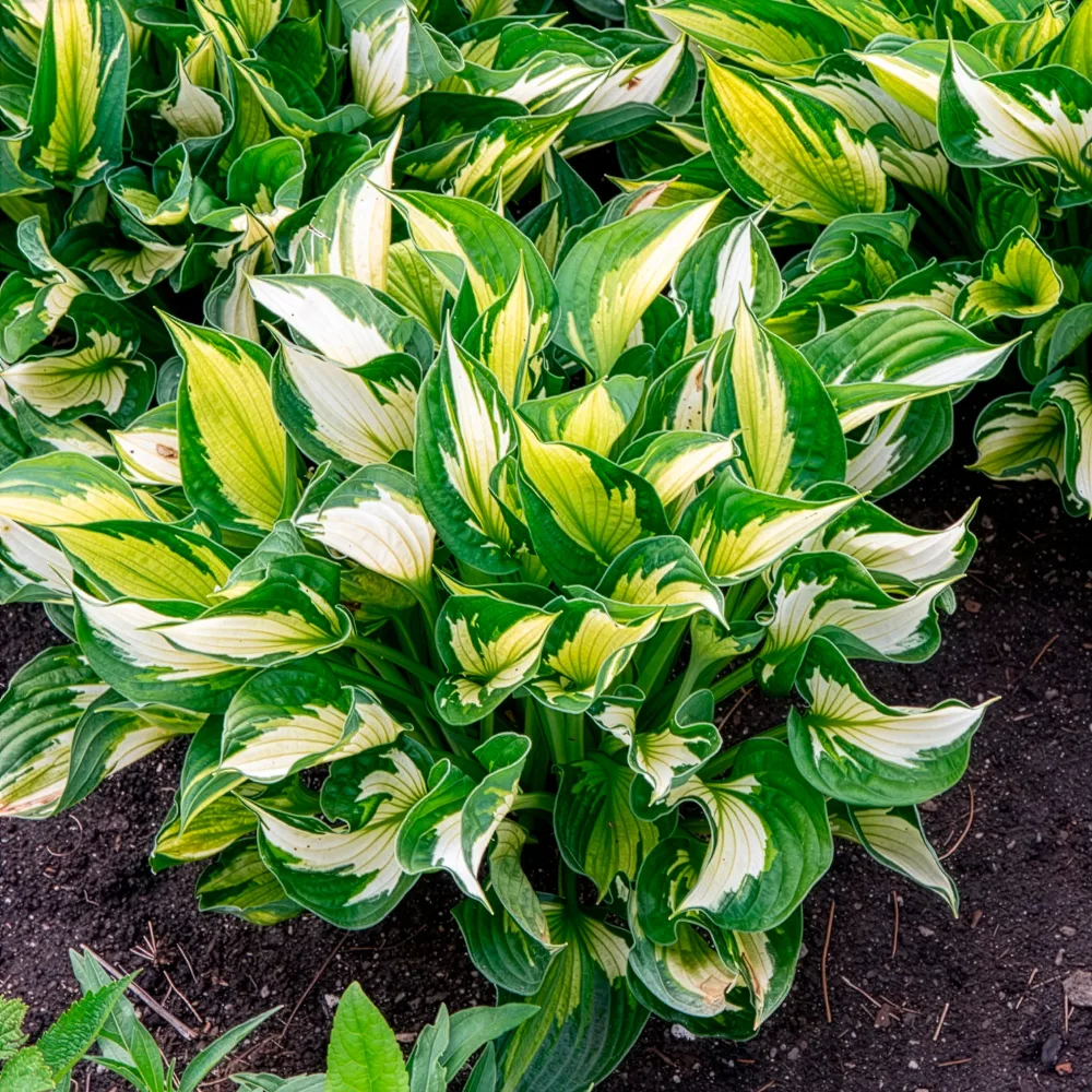 Hosta Whirlwind Hosta Whirlwind