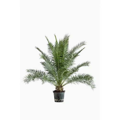 Phoenix Canariensis ou Dattier des Canaries 140/160 cm en pot de 30 L